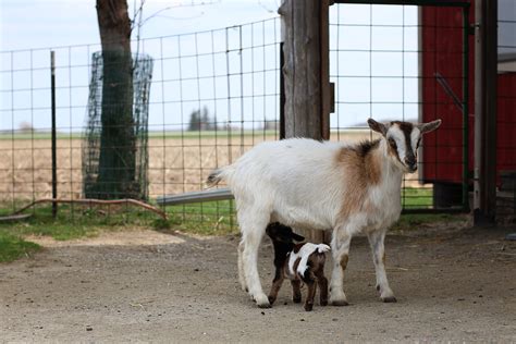 A Must Do Family Day: Mulberry Lane Farm