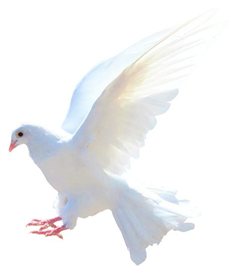 Pigeon PNG