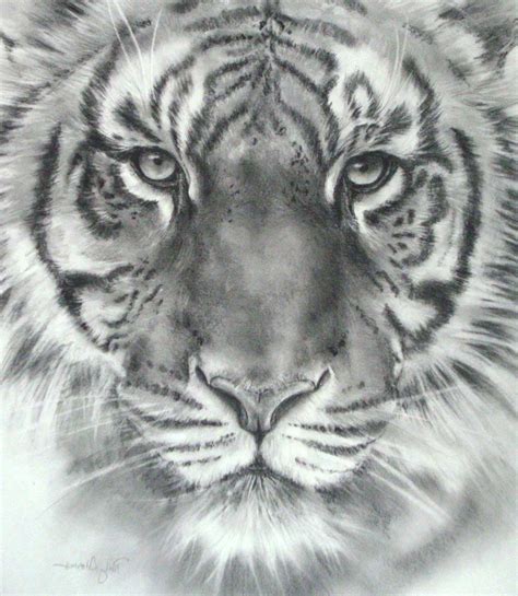 Tiger Face Sketch at PaintingValley.com | Explore collection of Tiger ...