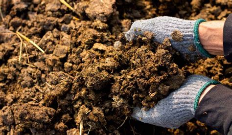 Manure: Definition, types, uses, benefits and more