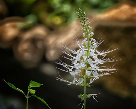 How to Grow and Care for Cat Whiskers Plant (Orthosiphon aristatus)