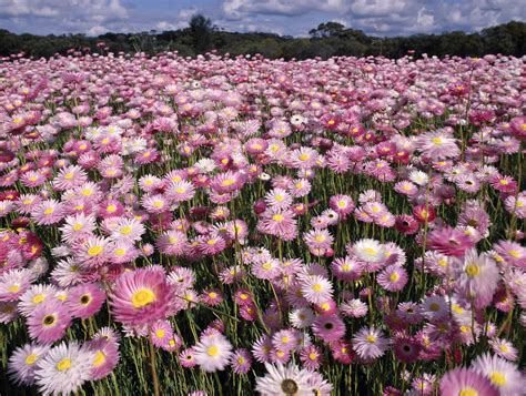 Small group Tours of Western Australia Wildflowers - Odyssey Traveller