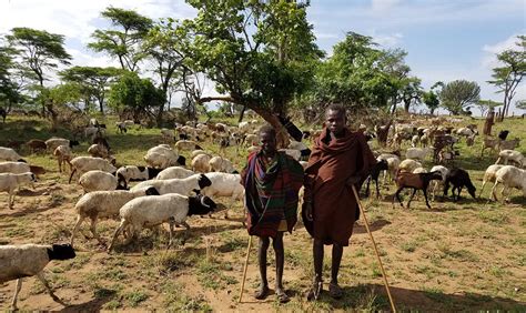 Climate change in the drylands: How to improve resilience of pastoralists?