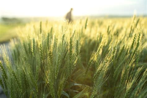 USDA Awards 2Blades Foundation $650, 000 To Study Wild Emmer Wheat For