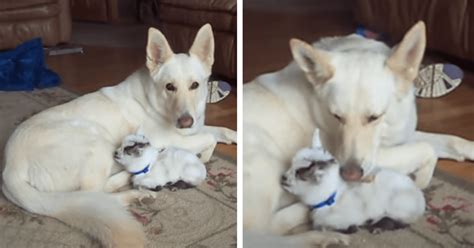 A White German Shepherd Cuddles With A Baby Goat As If It’s Her Puppy – I Love GSD