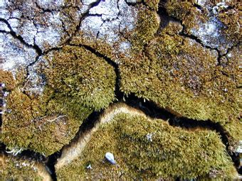 The Arctic: Terrestrial Life in the Arctic