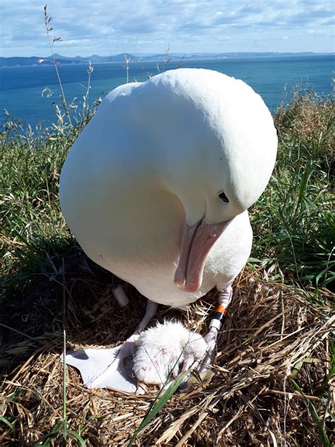 Albatross colony breeding season boost | Otago Daily Times Online News