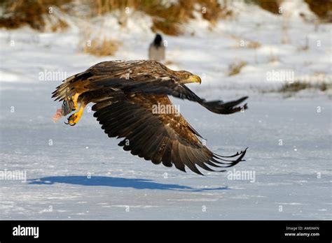 Flying White Tailed Eagle Stock Photo - Alamy