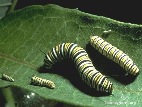 What do monarch butterfly larvae do?