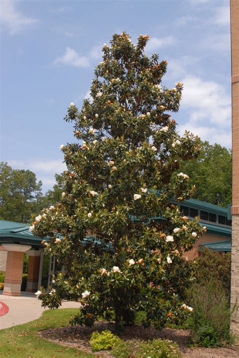 Magnolia grandiflora 'Little Gem' (Little Gem, Little Gem Magnolia ...