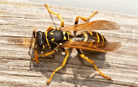 A Guide To Mud Dauber Wasps | Wasp Identification, Prevention & FAQs