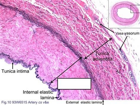 Circulatory System Histology Flashcards | Quizlet