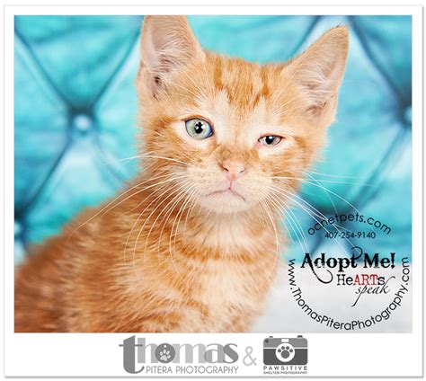 Adoptable Pets | Orlando, FL Rescue Portraits