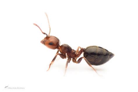 How to Get Rid of Acrobat Ants - The Pest Advice