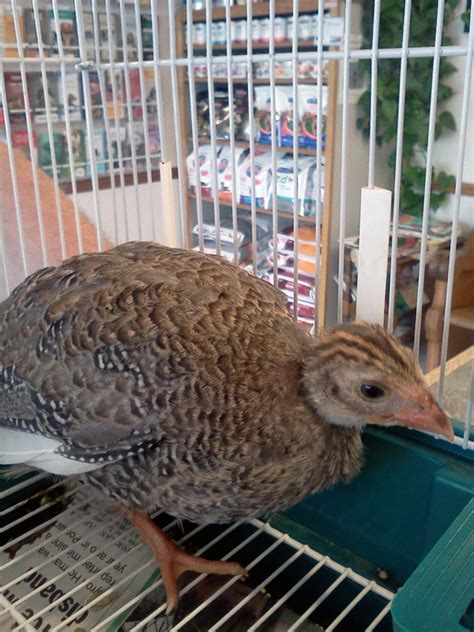 7-16-11 Daily Wildlife Picture Baby Pheasant - Badger RunBadger Run