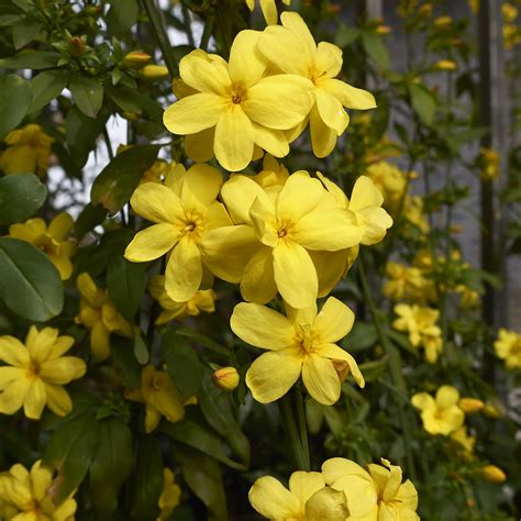 Florida Winter Blooming Plants