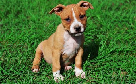 Is The American Staffordshire Terrier Good For Other Dogs