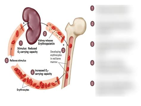 Erythropoiesis Diagram | Quizlet