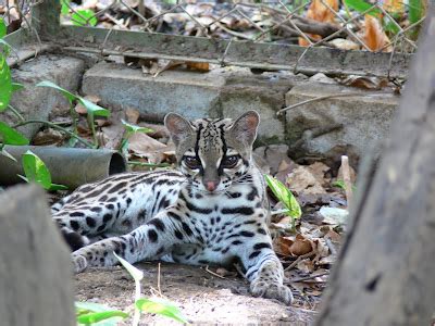 Tamarindo, Costa Rica Daily Photo: Baby margay