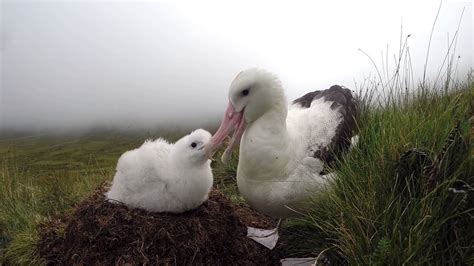 Giant killer mice killing endangered Tristan albatross chicks in South ...