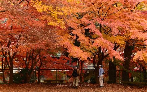 mount takao autumn fall takaosan (7) - Living + Nomads – Travel tips, Guides, News & Information!