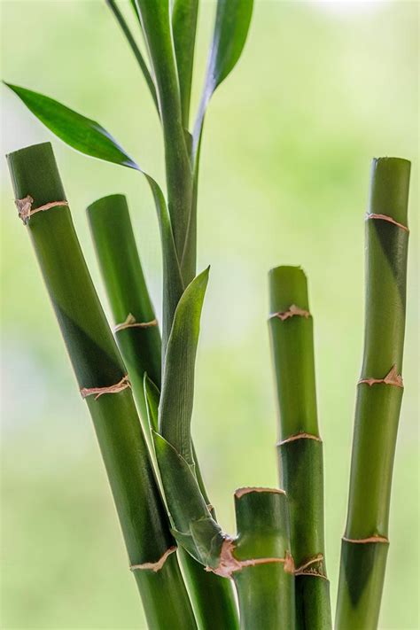 Close up of bamboo stalks against a green background - StockFreedom - Premium Stock Photography