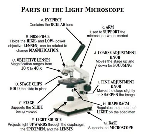 A diagram showing all of the parts of a compound light microscope ...