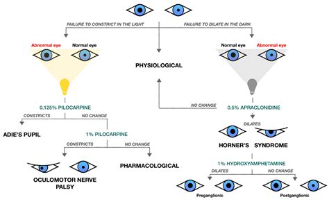 Pupil Size Chart Drugs