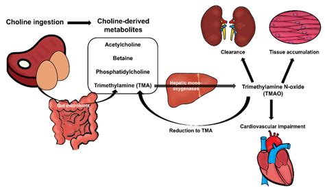 Overview of choline metabolism from the diet. Choline is taken from the... | Download Scientific ...