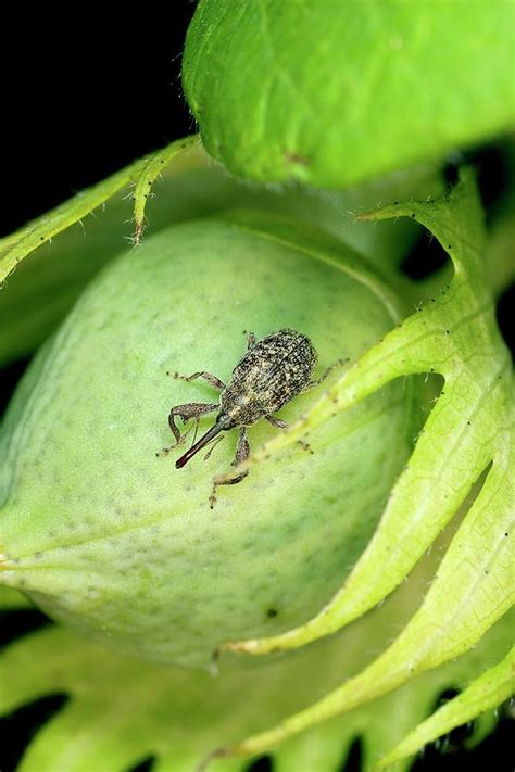 Boll Weevil On A Cotton Boll Photograph by Stephen Ausmus/us Department Of Agriculture/science ...