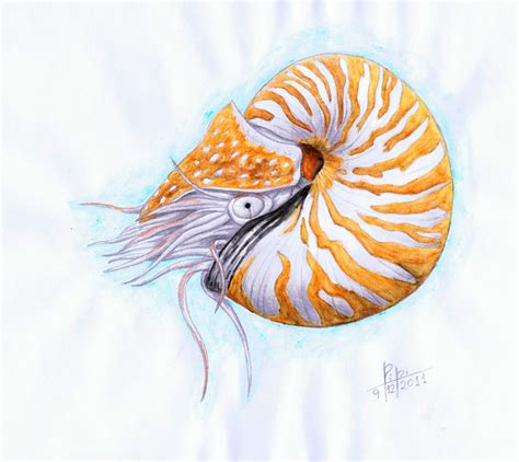 Chambered Nautilus Drawing at PaintingValley.com | Explore collection ...