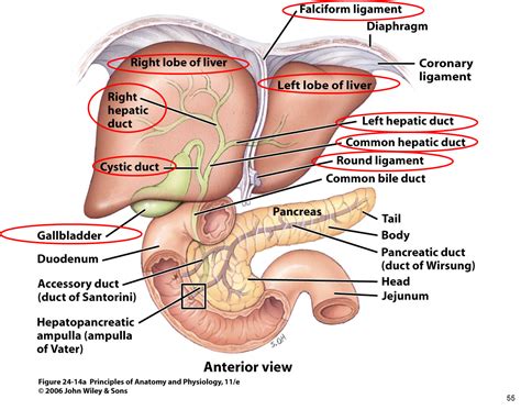anatomy liver gallbladder pancreas - Google Search | Human liver anatomy, Gallbladder, Liver anatomy