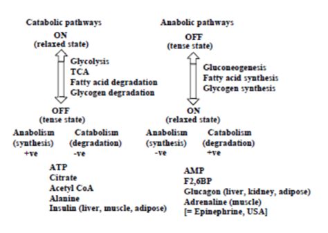 Regulation of carbohydrate metabolism Flashcards | Quizlet