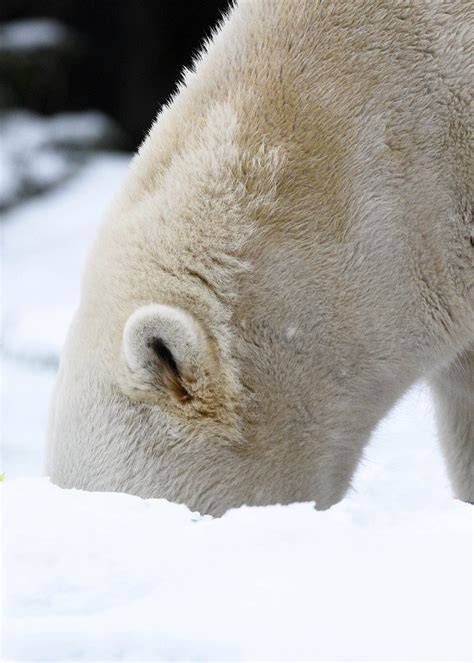 PHOTOS: Animals at Brookfield Zoo enjoy first major snowfall of winter | WGN-TV