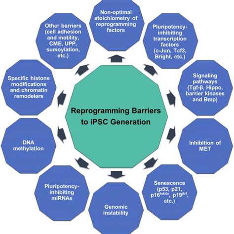 An overview of histone modifications acting as epigenetic barriers ...