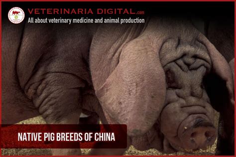 Native pig breeds of China