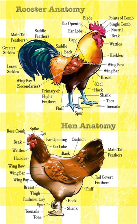 Chicken diagram and anatomy of a chicken pictures and labels – Artofit