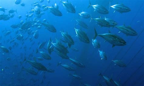 bigeye_tuna_Tuna_Species | Photos | WWF