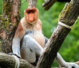 Proboscis Monkey - Description, Habitat, Image, Diet, and Interesting Facts