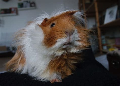 Silkie Guinea Pig Info: Pictures, Personality & Traits | Pet Keen