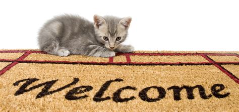 Welcome to Feline Behavior Solutions! – Feline Behavior Solutions - Cat ...