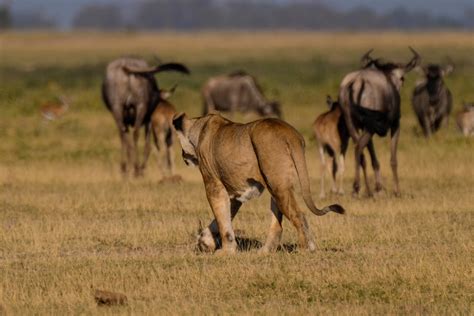 Amboseli - lions on the hunt — Brett Keller