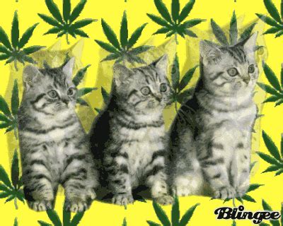 Stoned Cat Gif