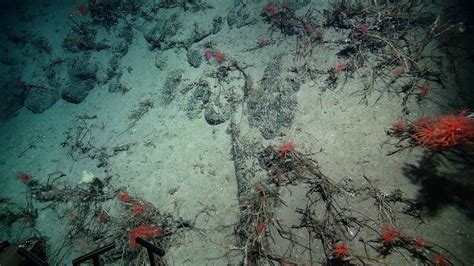 New insights into biodiversity hotspots could help protect them from potential deep-sea mining