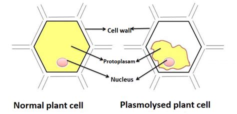 What is plasmolysis? Draw neat labelled diagrams of normal cells and ...