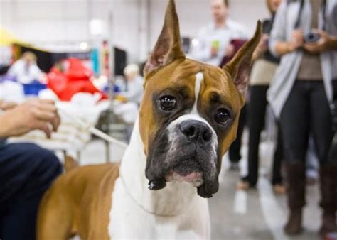 Behind the scenes at the 2012 National Dog Show | National dog show ...