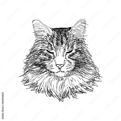 Hand drawn portrait of maine coon cat in sketch style. Vector illustration isolated on white ...