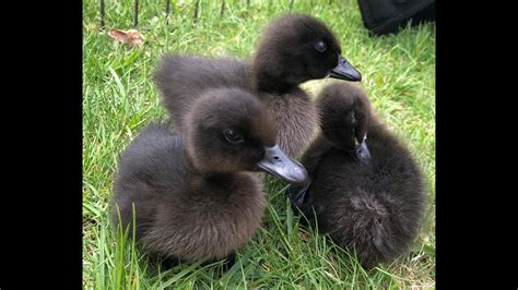 One Week Old Cayuga Ducklings - YouTube