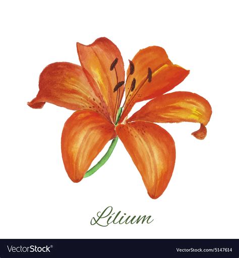 Lily watercolor painting on white background Vector Image