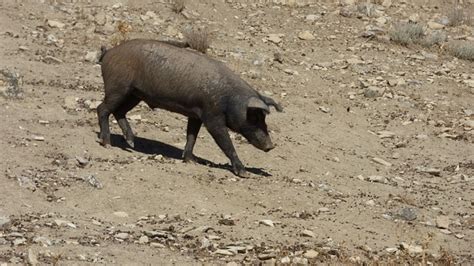 Pig Iberian - Free photo on Pixabay - Pixabay